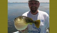 Kugelfisch aus dem Lake Nasser