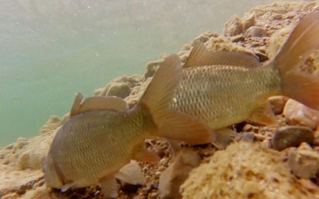 Karpfenbesatz mit Karpfen K1 am Irrsee