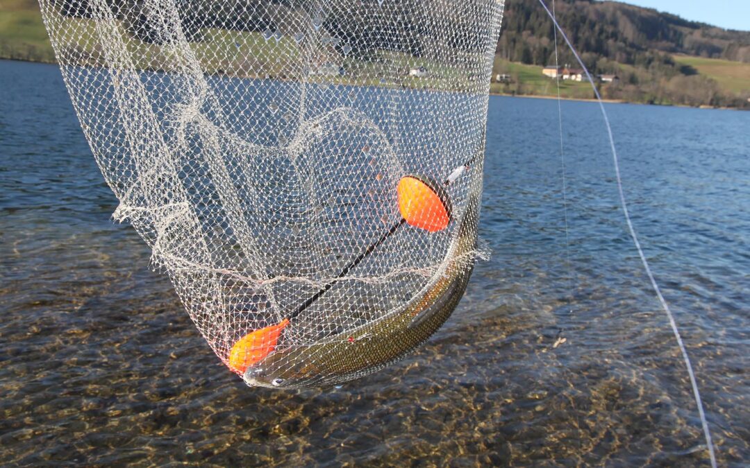 Laichfischen Irrsee 2015