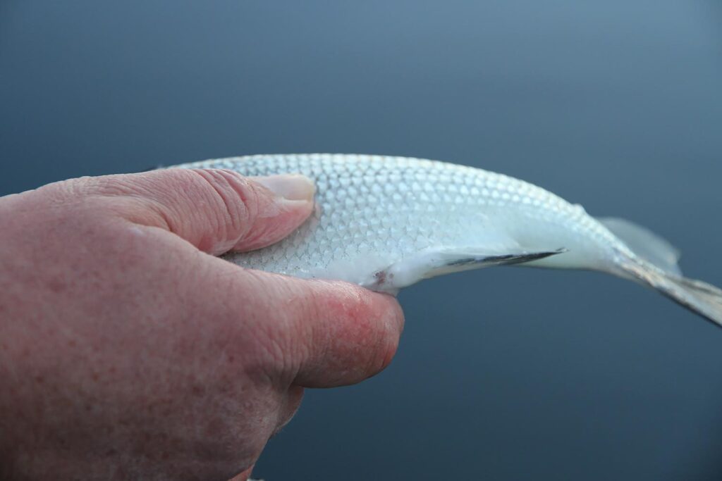 laichfischen-auf-maränen-2016-bild-01