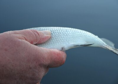 laichfischen-auf-maränen-2016-bild-01