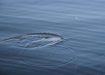 laichfischen-auf-maränen-2016-bild-03