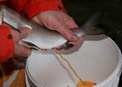 laichfischen-auf-maränen-2016-bild-05