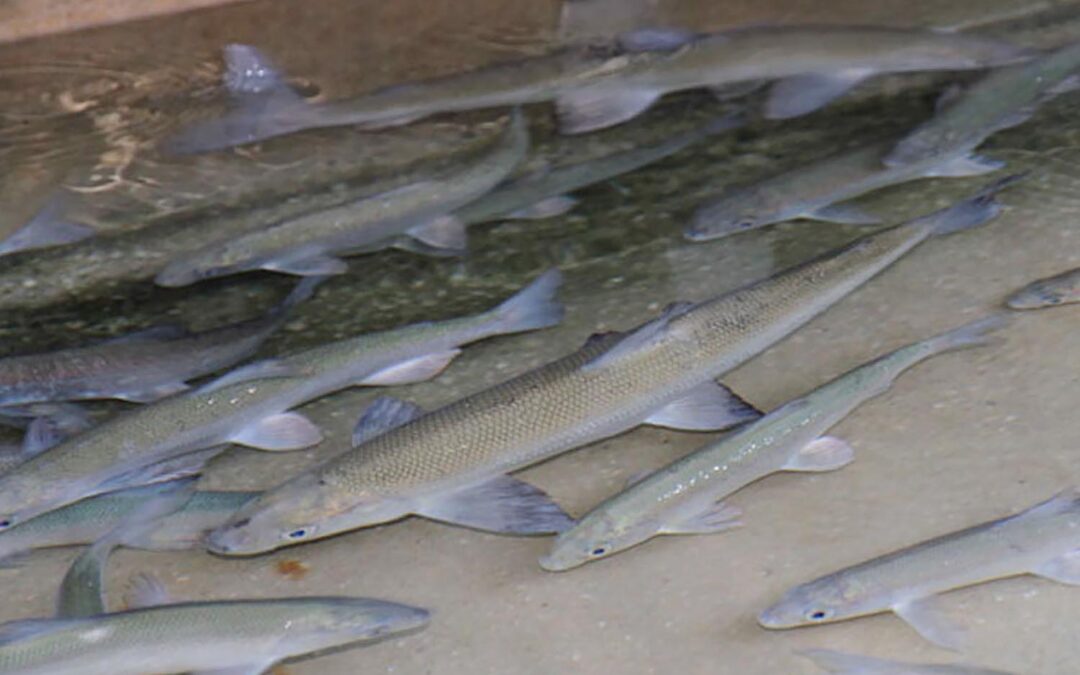 Maränenlaichfischen am Irrsee – Dezember 2013