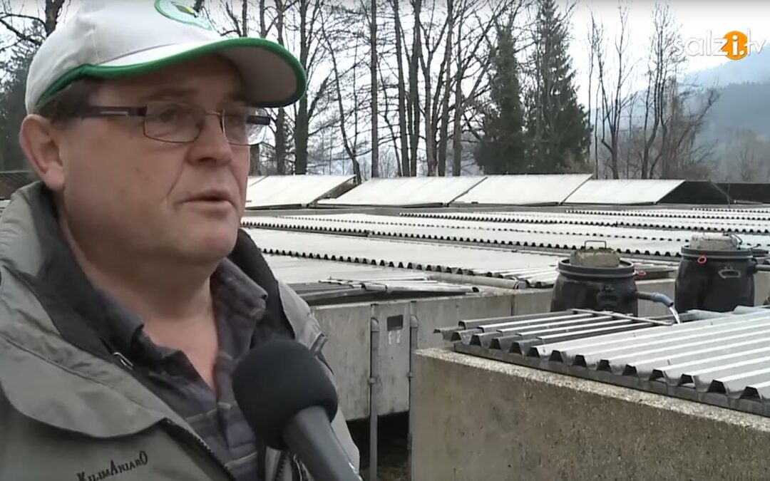 Schonende Laichgewinnung am Irrsee – Teil 2 2014
