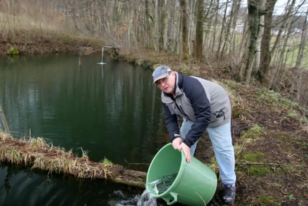 teich-zell-am-moos-besatz-mit-maränenbrütlinge-aus-mutterfischhaltung-2015