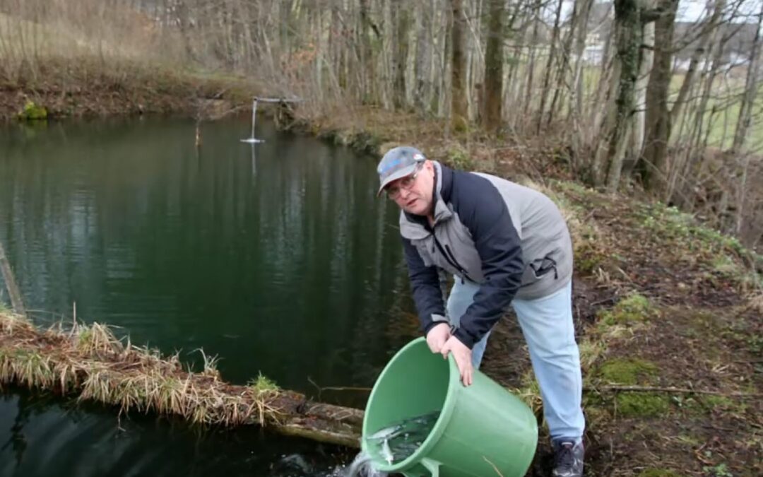 Teich Zell am Moos – Besatz mit Maränenbrütlinge aus Mutterfischhaltung 2015