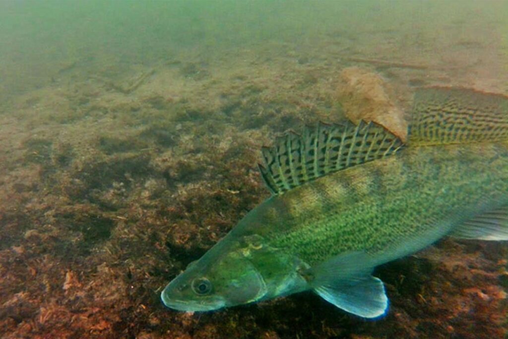 unterwasservideo-laichender-zander-am-irrsee-2016