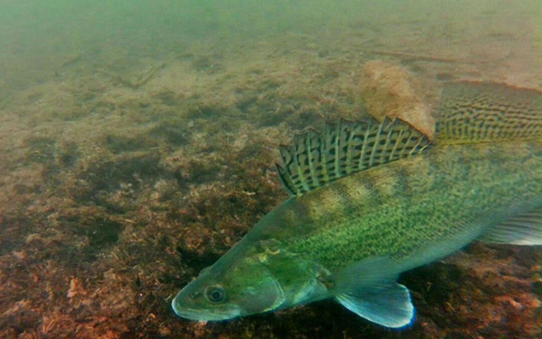 Unterwasservideo laichende Zander am Irrsee 2016