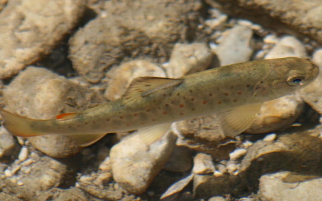 Der genetische Unterschied zwischen Wild- und Zuchtfischen