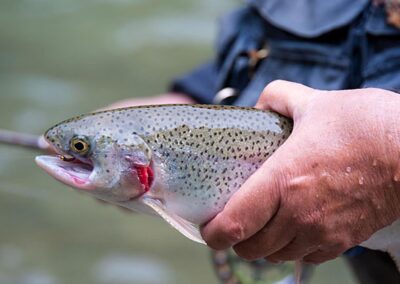 die-fische-der-ager-im-frühjahr-2014-teil-2-bild-02