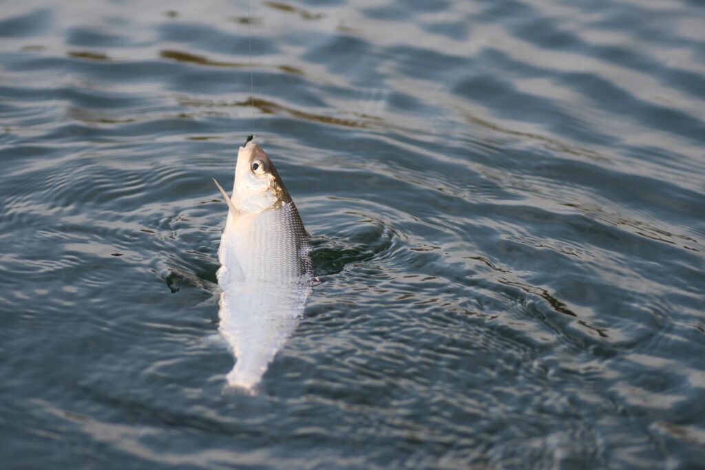 fischarten-und-fangmittel-maraene