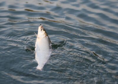 fischarten-und-fangmittel-maraene