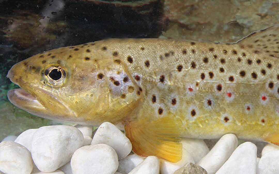 Forellen und Äschen als Besatzfische und ihr Überleben in degradierten Flusslandschaften, Teil 1