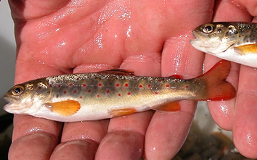 Forellen und Äschen als Besatzfische und ihr Überleben in degradierten Flusslandschaften, Teil 2