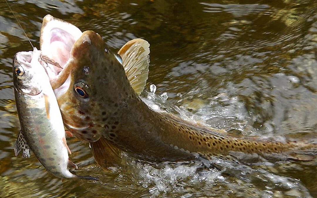 Forellen und Äschen als Besatzfische und ihr Überleben in degradierten Flusslandschaften, Teil 3