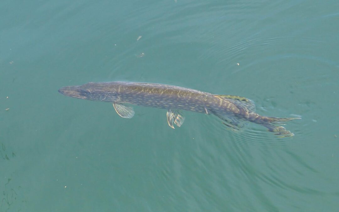 Hechtfischen am Irrsee