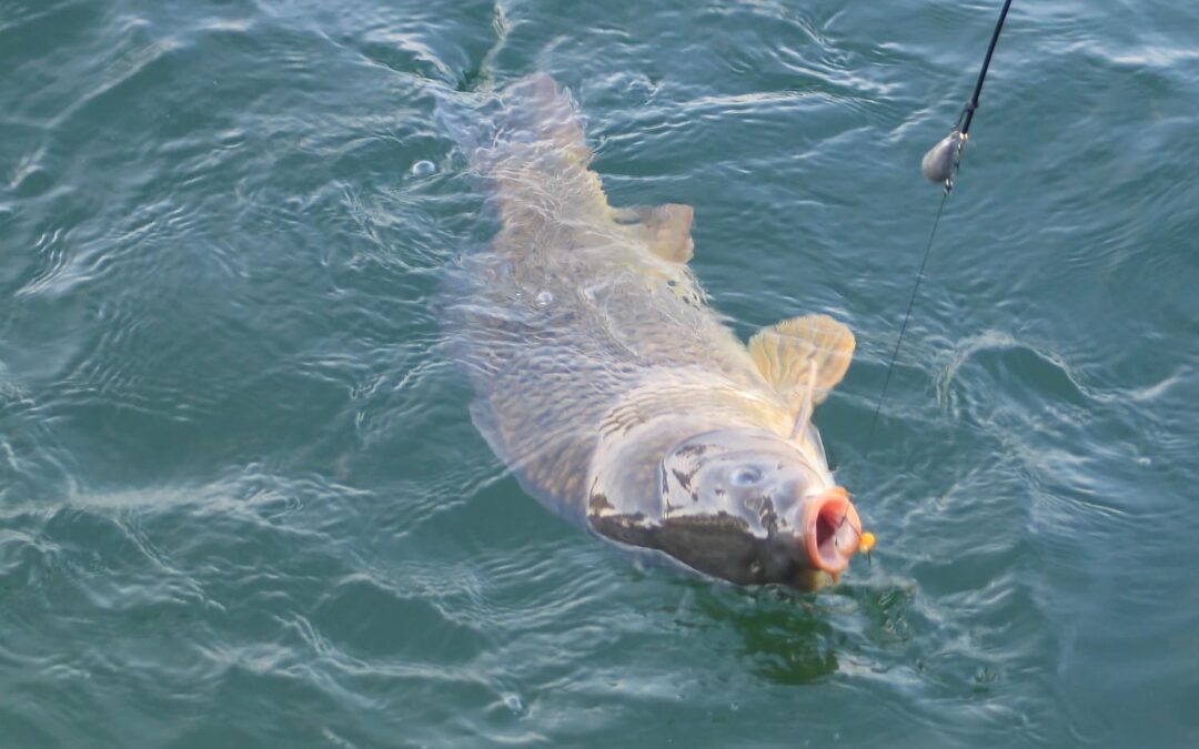 Karpfenfischen am Irrsee