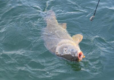 karpfenfischen-am-irrsee-bild-00