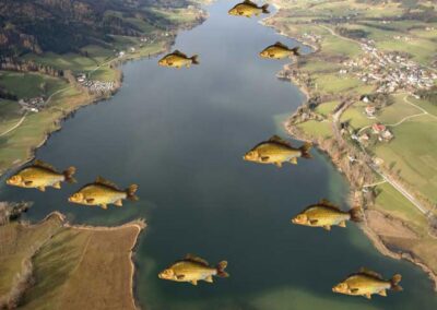 karpfenfischen-am-irrsee-bild-01