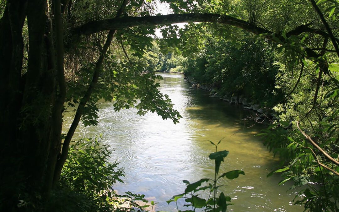 Zsamm Schlag in der Fasanenau