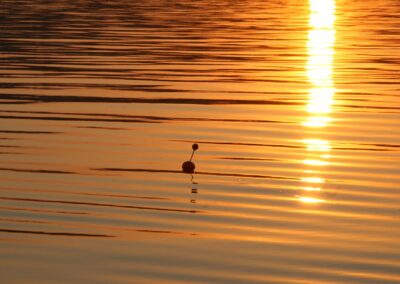 renkenfischen-am-attersee-bild-06