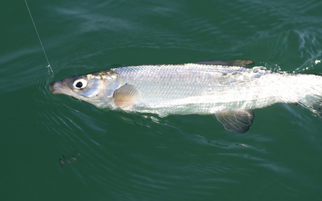 Renkenfischen am Attersee