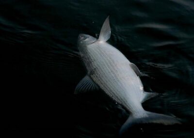 renkenfischen-am-attersee-bild-15