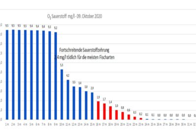 altersstruktur-der-maränen-am-irrsee-2020-bild-02