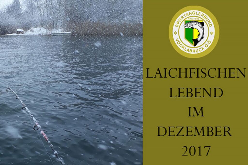 laichfischen-auf-maränen-2017-bild-01