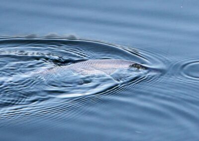 laichfischen-auf-maränen-2017-bild-11