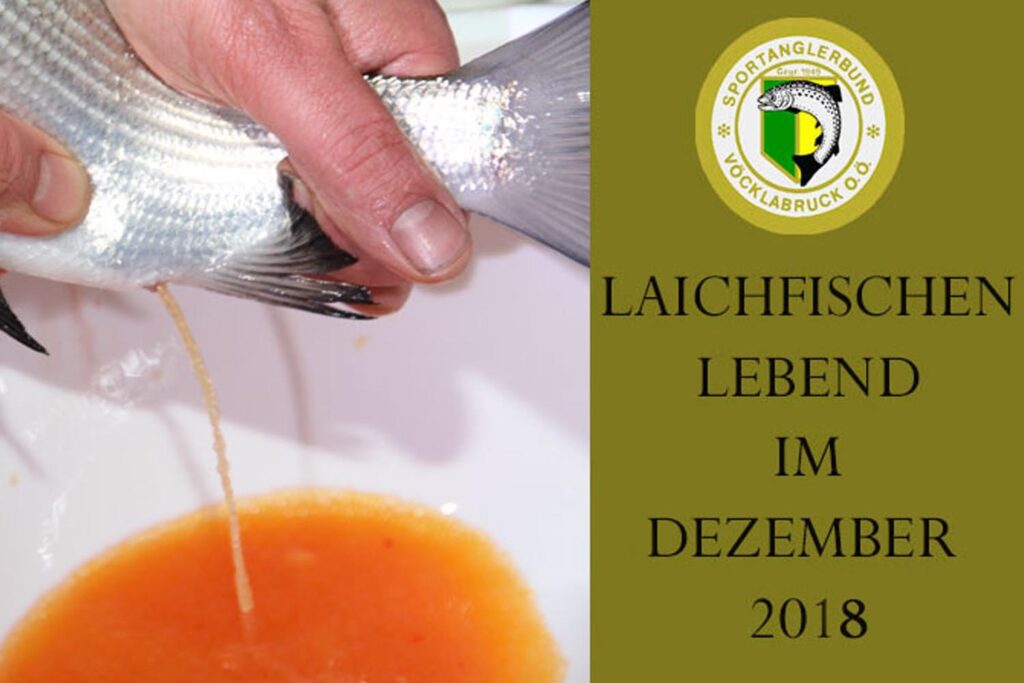 laichfischen-auf-maränen-2018-bild-01