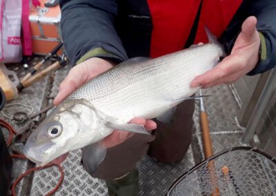 laichfischen-auf-maränen-2019-bild-05