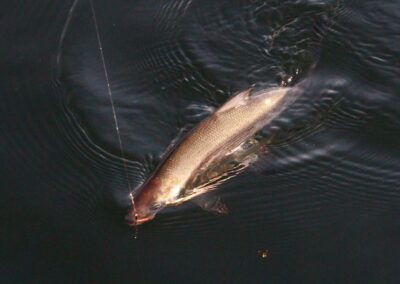 laichfischen-auf-maränen-2019-bild-06