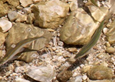 laichschutzgebiet-für-die-seelauben-am-irrsee-2018-bild-02