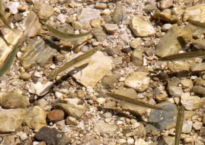 laichschutzgebiet-für-die-seelauben-am-irrsee-2018-bild-03