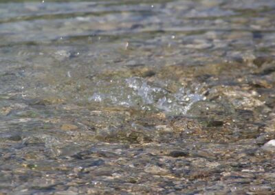 laichschutzgebiet-für-die-seelauben-am-irrsee-2018-bild-05