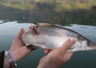 nahrungsmittel-fisch-2018-bild-04