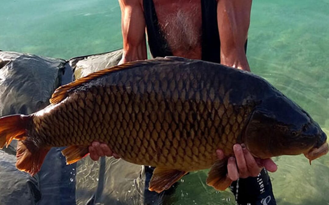 Kapitaler Karpfen aus dem Baggersee Regau 2017