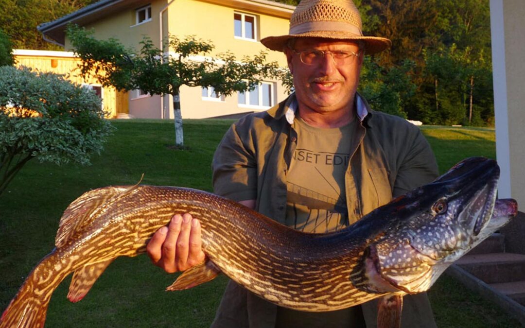 Prächtiger Hecht aus den Attersee 2015