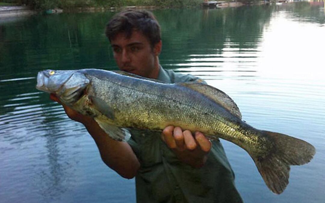 Zander vom Baggersee 2012