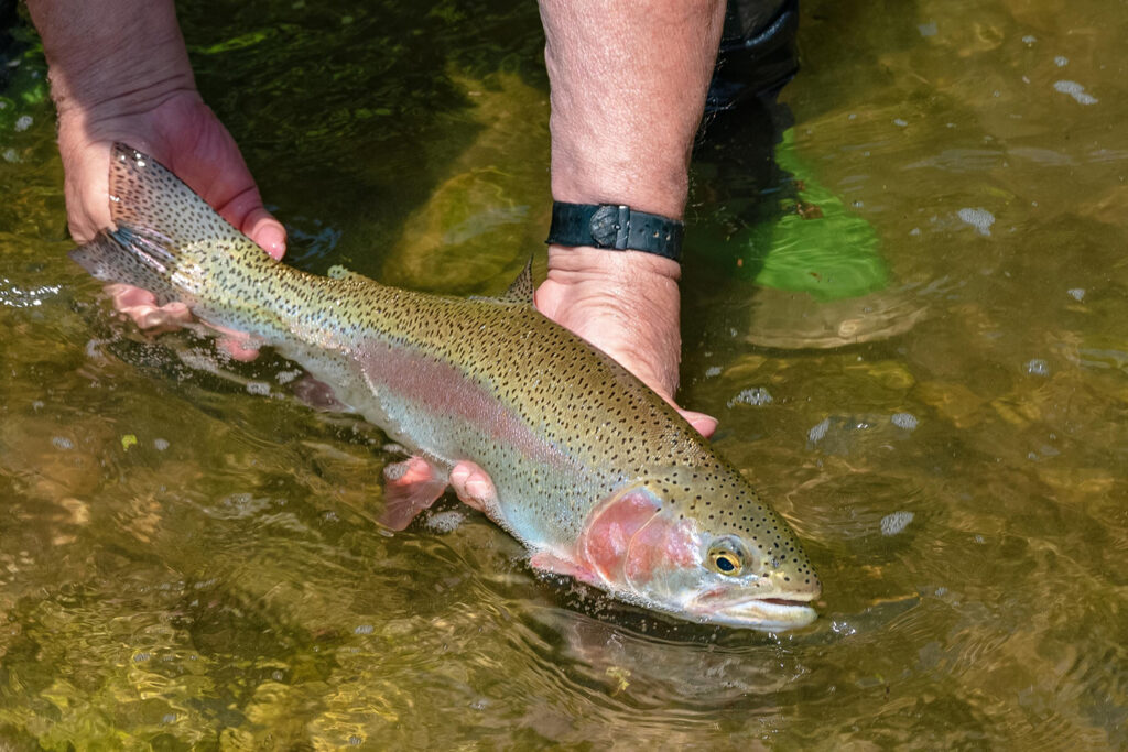 die-regenbogenforelle-startbild