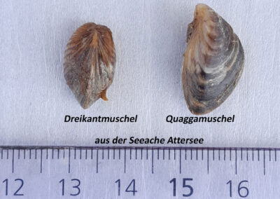 quaggamuschel02