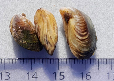 quaggamuschel04
