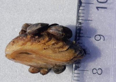 quaggamuschel05